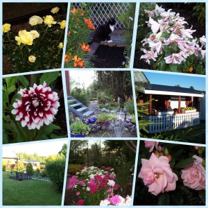 Some shots from my garden at home....